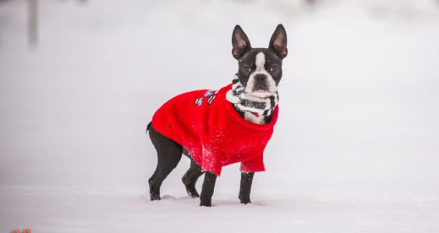 Boston Terrier (dog) animal picture {holiday season}