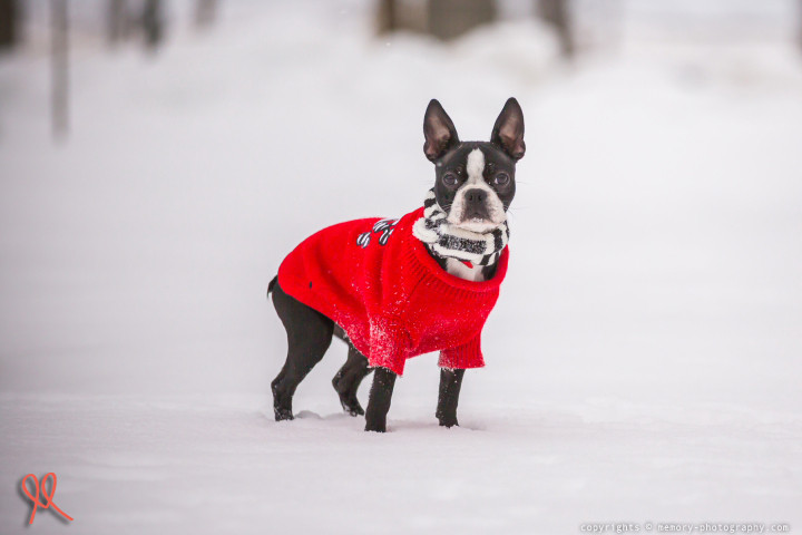 Boston Terrier (dog) animal picture {holiday season}